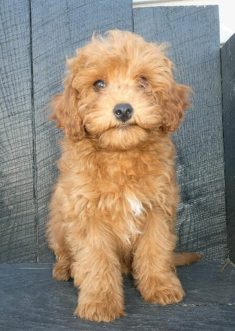 Cavapoo For Sale Holmesville OH Female-Cinnamon