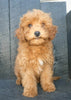 Cavapoo For Sale Holmesville OH Female-Cinnamon