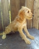 Mini Goldendoodle For Sale Millersburg OH Male-Lance
