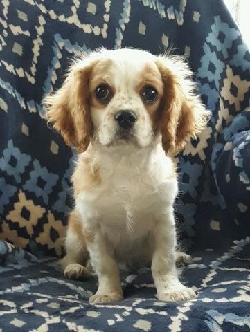 Cavachon For Sale Applecreek OH Male-Prince