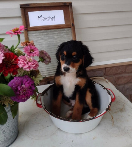 Mini Bernedoodle For Sale Sugarcreek OH Male-Marshel
