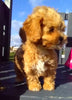 Shih-Poo For Sale Dundee OH Male-Brody