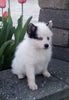 Pomsky For Sale Holmesville OH Female-Ivory