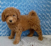 Bichpoo For Sale Fredericksburg OH Male-Rambo