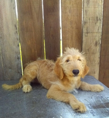 Mini Goldendoodle For Sale Millersburg OH Male-Lance