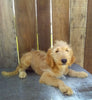 Mini Goldendoodle For Sale Millersburg OH Male-Lance