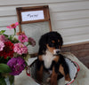 Mini Bernedoodle For Sale Sugarcreek OH Male-Marshel