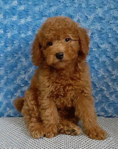 Bichpoo For Sale Fredericksburg OH Male-Rambo