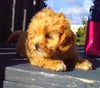 Shih-Poo For Sale Dundee OH Male-Brody