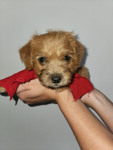 Jack-a-poo For Sale Fredericksburg OH Male-Pax