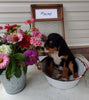 Mini Bernedoodle For Sale Sugarcreek OH Male-Marshel
