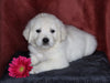 AKC Registered English Cream Golden Retriever For Sale Fredericksburg, OH Female- Lindsey