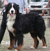 AKC Registered Bernese Mountain Dog For Sale Millersburg OH Female-Sierra