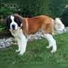 AKC Registered Saint Bernard For Sale Sugarcreek OH Female-Cece
