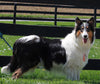 Collie Lassie For Sale Fredricksburg OH Female-Roxanne