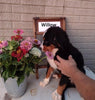 AKC Registered Bernese Mountain Dog For Sale Sugarcreek OH Female-Willow