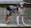 Mini Australian Shepherd For Sale Orrville OH Male-Mason
