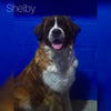 AKC Registered Saint Bernard For Sale Sugarcreek OH Female-Stella