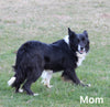 ABCA Registered Border Collie For Sale Warsaw OH Female-Luna