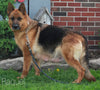 AKC Registered German Shepherd For Sale Millersburg OH Female-Roxie