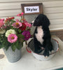 Mini Bernedoodle For Sale Sugarcreek OH Male-Skyler