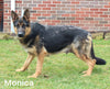 AKC Registered German Shepherd For Sale Millersburg OH Female-Mia