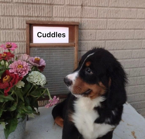 AKC Registered Bernese Mountain Dog For Sale Sugarcreek OH Male-Cuddles