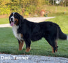 AKC Registered Bernese Mountain Dog For Sale Millersburg OH Female-Molly
