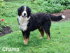 AKC Registered Bernese Mountain Dog For Sale Millersburg OH Female-Deloris