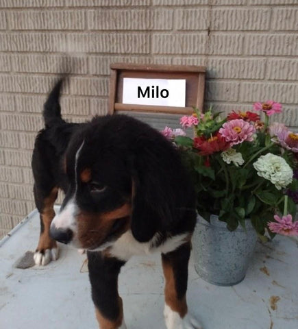 AKC Registered Bernese Mountain Dog For Sale Sugarcreek OH Male -Milo