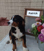 AKC Registered Bernese Mountain Dog For Sale Sugarcreek OH Male -Patrick