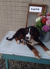 AKC Registered Bernese Mountain Dog For Sale Sugarcreek OH Male -Patrick