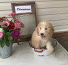 Mini Bernedoodle For Sale Sugarcreek OH Male-Cinnamon