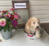 Mini Bernedoodle For Sale Sugarcreek OH Male-Cinnamon