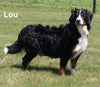 AKC Registered Bernese Mountain Dog For Sale Millersburg OH Female-Kia