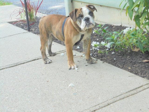 Beabull For Sale Fresno OH Male- Poker