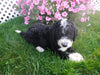 F1B Sheepadoodle For Sale Baltic, OH Male- Riley