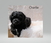 Cockapoo Puppy For Sale Dundee, OH Male- Charlie