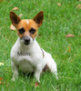 Jack Russell Terrier For Sale Apple Creek, OH Male- Rocky