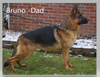 AKC Registered German Shepherd For Sale Millersburg OH Male-Trevor