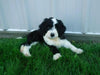 Sheepadoodle For Sale Baltic, OH Female- Tiffany