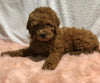 F1B Mini Goldendoodle For Sale Holmesville, OH Male - Titan
