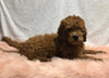 F1B Mini Goldendoodle For Sale Holmesville, OH Male - Titan