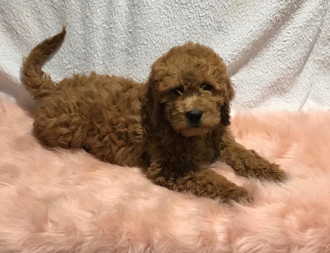 F1B Mini Goldendoodle For Sale Holmesville, OH Male - Titan