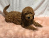 F1B Mini Goldendoodle For Sale Holmesville, OH Male - Titan