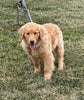 AKC Registered Golden Retriever For Sale Millersburg OH Male-Pablo