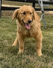 AKC Registered Golden Retriever For Sale Millersburg OH Female-Patty