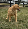 AKC Registered Golden Retriever For Sale Millersburg OH Female-Patty