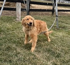 AKC Registered Golden Retriever For Sale Millersburg OH Female-Patty