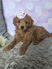 F1B Cockapoo For Sale Sugarcreek OH Female-Buttercup